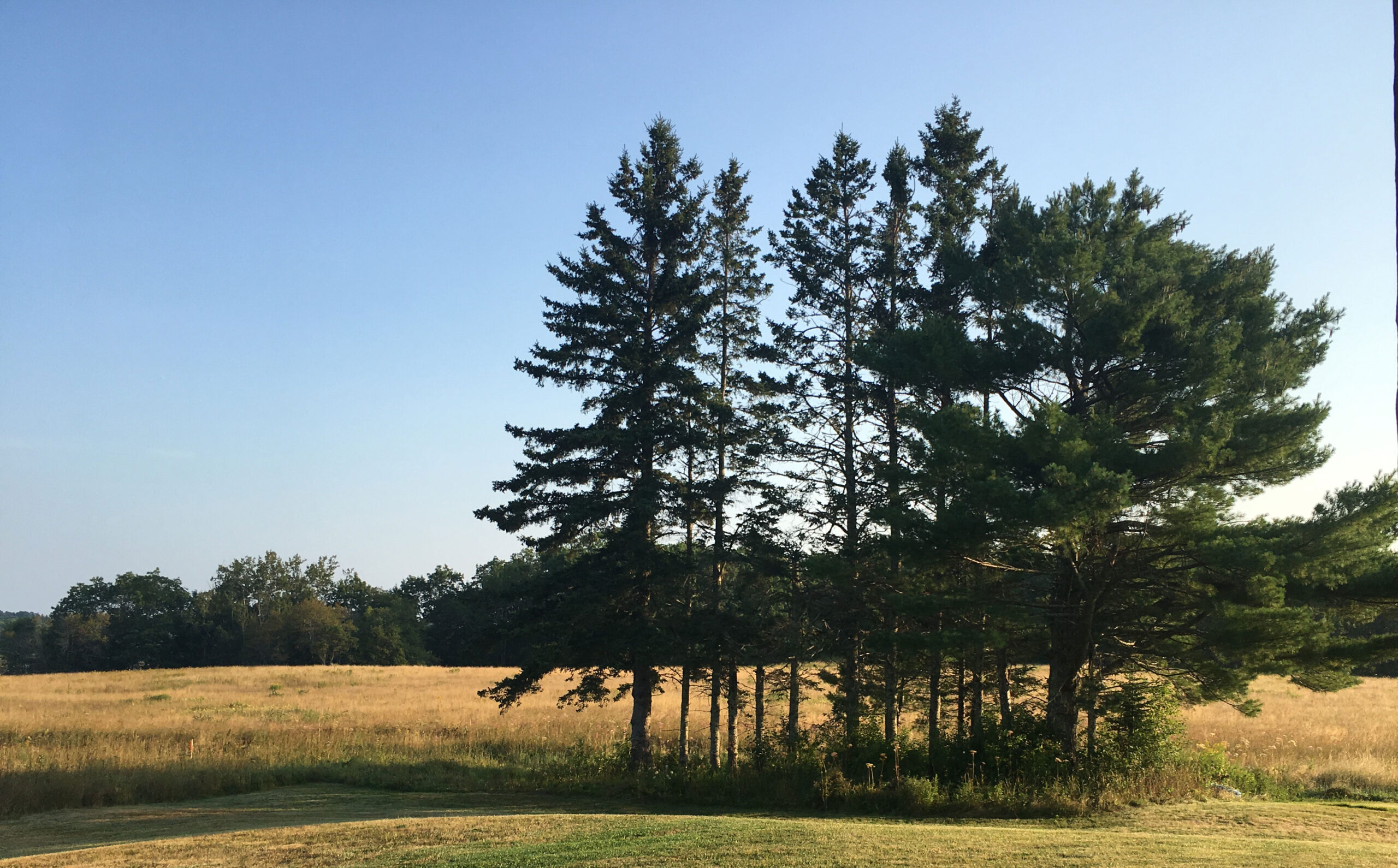 Fairfield, CT trees